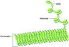 Filename=ch2_histone.jpg
Filesize=57KiB
Dimensions=350x237
Date added=Oct 01, 2007 ch2_histone.jpg