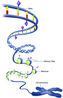 Filename=ch2_histonepro.jpg
Filesize=100KiB
Dimensions=350x547
Date added=Oct 01, 2007 ch2_histonepro.jpg