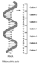 codon.gif