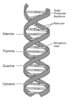 dna.gif