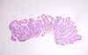 duodenum1.jpg