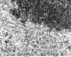 Filename=embryonic_brain_80412.jpg
Filesize=423KiB
Dimensions=800x643
Date added=Apr 17, 2007 embryonic_brain_80412.jpg