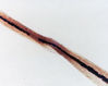 Filename=fig30.jpg
Filesize=13KiB
Dimensions=343x274
Date added=May 21, 2008 fig30.jpg