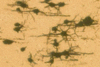 Filename=golgi.gif
Filesize=13KiB
Dimensions=150x101
Date added=Sep 07, 2007 golgi.gif