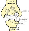 hallucinogens_nervecells.jpg