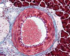 histology-02.jpg