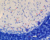 Filename=histology_cerebellum_02_lb.jpg
Filesize=210KiB
Dimensions=1063x851
Date added=May 19, 2008 histology_cerebellum_02_lb.jpg