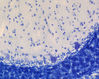 Filename=histology_cerebellum_02_nl.jpg
Filesize=194KiB
Dimensions=1063x851
Date added=May 19, 2008 histology_cerebellum_02_nl.jpg