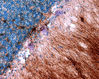 Filename=histology_cerebellum_04_nl.jpg
Filesize=338KiB
Dimensions=1064x851
Date added=May 19, 2008 histology_cerebellum_04_nl.jpg