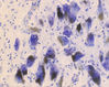 histology_mesencephalon_02_nl.jpg