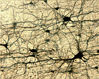 histology_prefrontal_cortex_golgi_01_nl.jpg