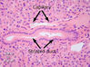Filename=hrd1_h6.jpg
Filesize=173KiB
Dimensions=399x299
Date added=May 30, 2008 hrd1_h6.jpg