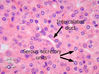 Filename=hrd1_h7.jpg
Filesize=150KiB
Dimensions=399x299
Date added=May 30, 2008 hrd1_h7.jpg