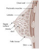 illu_breast_anatomy.jpg