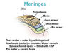 illu_meninges.jpg