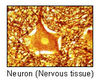 illu_nervous_tissue.jpg