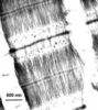 Filename=immuno.jpg
Filesize=26KiB
Dimensions=304x340
Date added=May 20, 2008 immuno.jpg