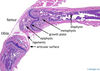 Filename=jointstifle2x.jpg
Filesize=222KiB
Dimensions=800x568
Date added=Sep 06, 2007 jointstifle2x.jpg