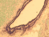 Filename=luna.gif
Filesize=15KiB
Dimensions=150x116
Date added=Sep 07, 2007 luna.gif