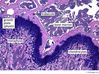 Filename=metaphysis10x.jpg
Filesize=547KiB
Dimensions=800x598
Date added=Sep 06, 2007 metaphysis10x.jpg