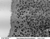 Filename=mouse_emb__brain_6_dcell1.jpg
Filesize=103KiB
Dimensions=640x505
Date added=Apr 14, 2007 mouse_emb__brain_6_dcell1.jpg