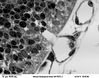Filename=mouse_emb__brain_6_pev2.jpg
Filesize=84KiB
Dimensions=640x505
Date added=Apr 14, 2007 mouse_emb__brain_6_pev2.jpg