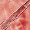 Filename=myocytecell.jpg
Filesize=6KiB
Dimensions=145x143
Date added=May 14, 2008 myocytecell.jpg