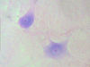 Filename=n12.jpg
Filesize=170KiB
Dimensions=639x480
Date added=Sep 30, 2007 n12.jpg