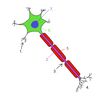 Filename=neuron0.jpg
Filesize=191KiB
Dimensions=1300x1300
Date added=Oct 12, 2007 neuron0.jpg