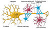 neuron_architecture1.jpg