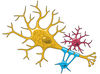 neuron_cover1.jpg