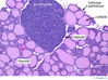 parathyroidandthyroidgland.jpg