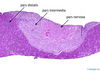 pituitarygland10x.jpg