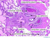 prostategland4x~0.jpg