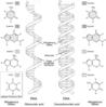 rna.gif