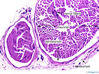 sciaticnerve40x.jpg