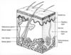Filename=skin.jpg
Filesize=93KiB
Dimensions=800x625
Date added=Sep 11, 2007 skin.jpg