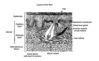 Filename=skin~0.jpg
Filesize=130KiB
Dimensions=640x396
Date added=Oct 12, 2007 skin~0.jpg