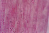 Filename=striated_muscle-b.jpg
Filesize=875KiB
Dimensions=874x581
Date added=Aug 28, 2007 striated_muscle-b.jpg