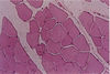 Filename=striated_muscle.jpg
Filesize=685KiB
Dimensions=886x594
Date added=Aug 28, 2007 striated_muscle.jpg