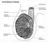 Filename=testicle.jpg
Filesize=90KiB
Dimensions=800x693
Date added=Sep 11, 2007 testicle.jpg