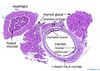 tracheathyroidandesophagus.jpg