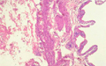 histology slide