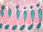 histology slide