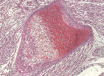 histology slide