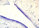 histology slide