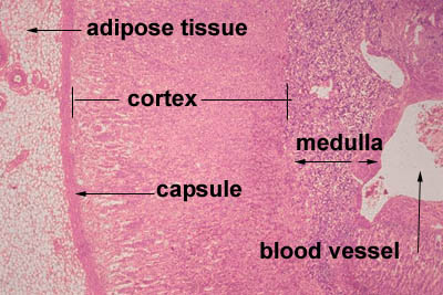 Steroids mineralocorticoid glucocorticoid