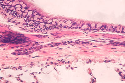 histology slide