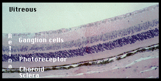 histology slide of eye