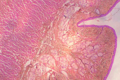 histology slide